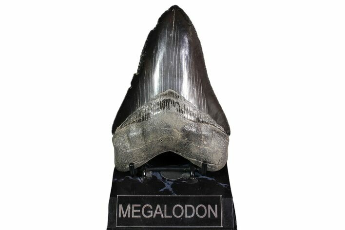Serrated, Fossil Megalodon Tooth - Georgia #92904